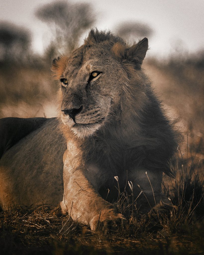 Young lion resting in dry grass