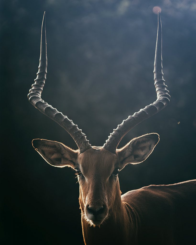 Antelope with curved horns lit from behind