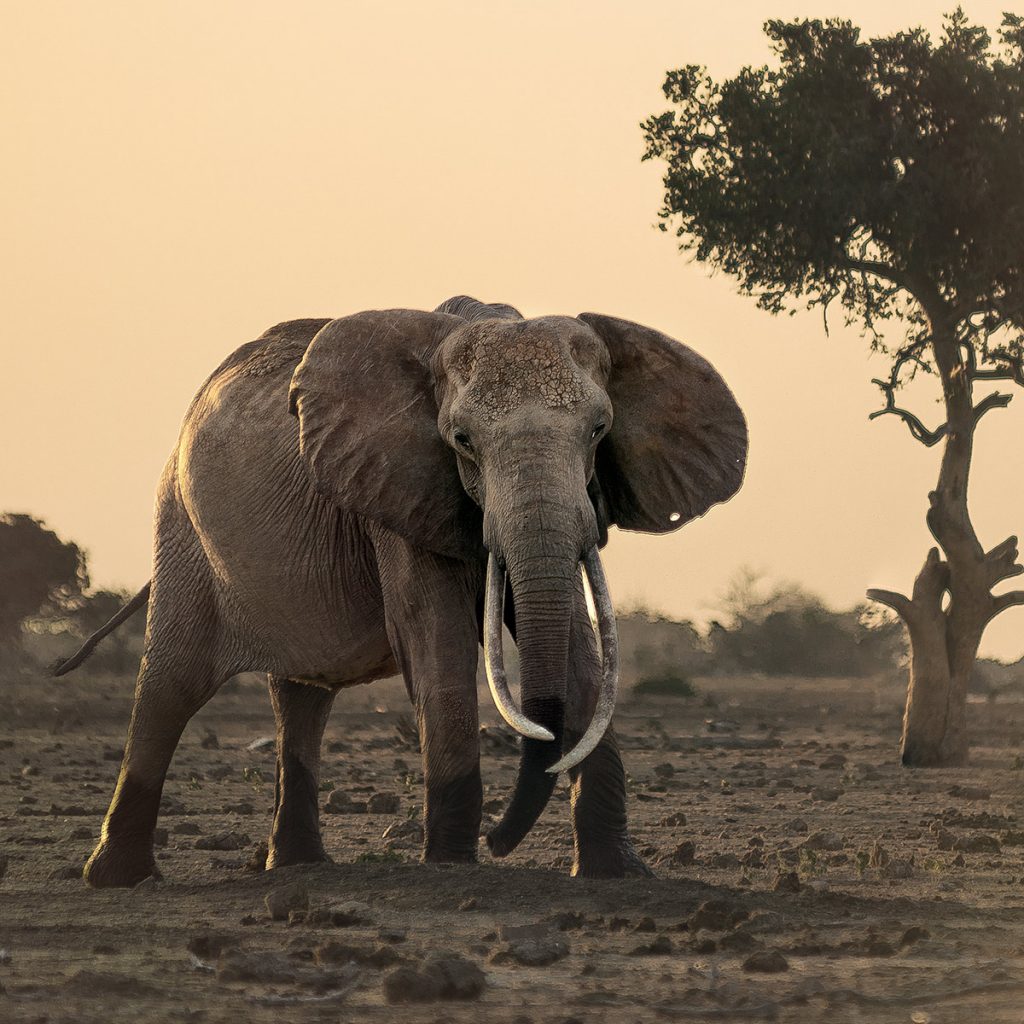 Elephant standing on a sunlit African savanna