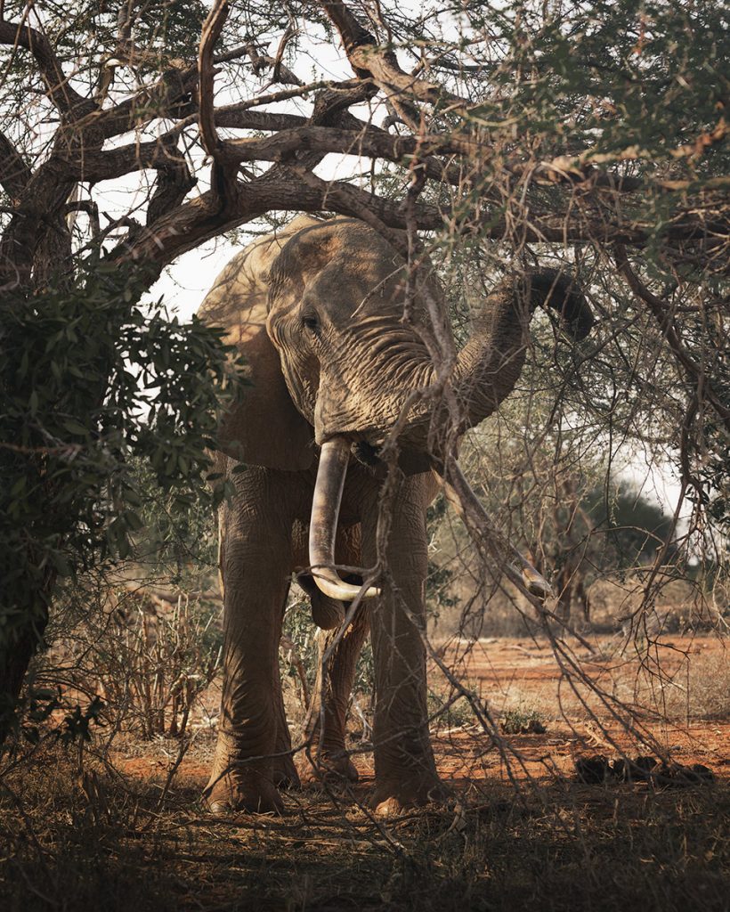Elephant walking beneath sparse woodland