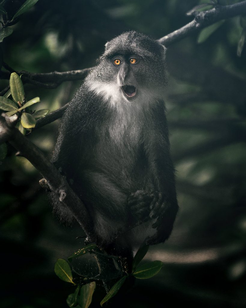 Dark-furred monkey perched among rainforest leaves