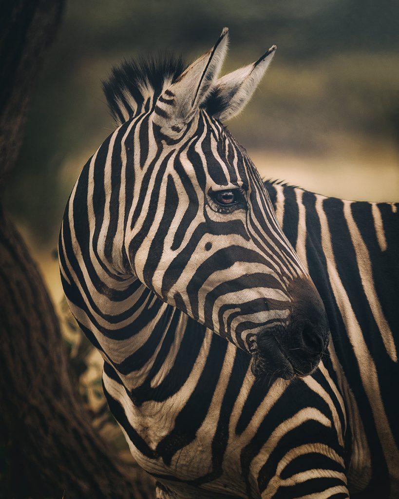 Zebra portrait against a softly blurred savanna