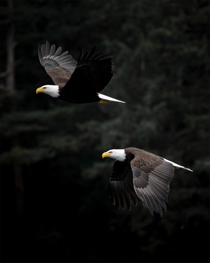 BALD EAGLES