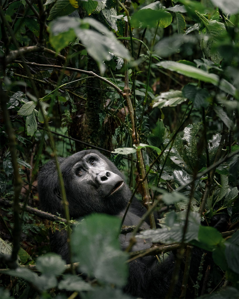 Gorilla in Uganda