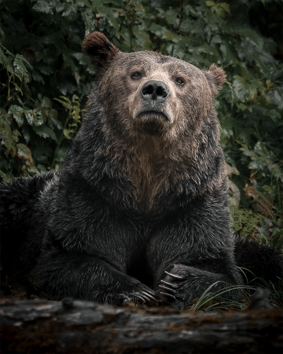 Grizzly Portrait