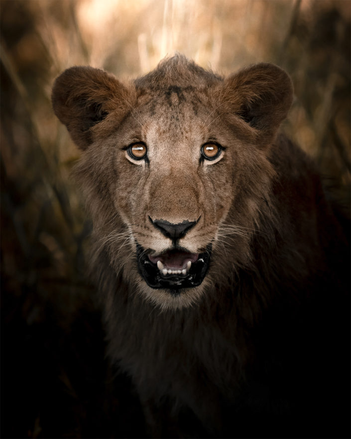 Lion - Kidepo National Park