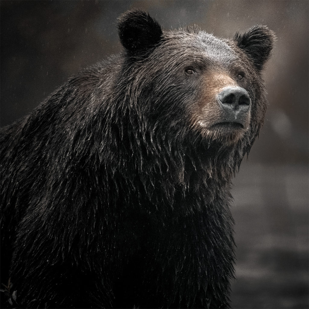 Male Grizzly