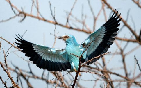 blue bird Uganda