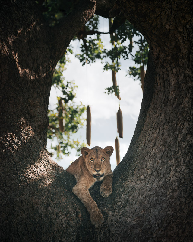 Lion on a tree