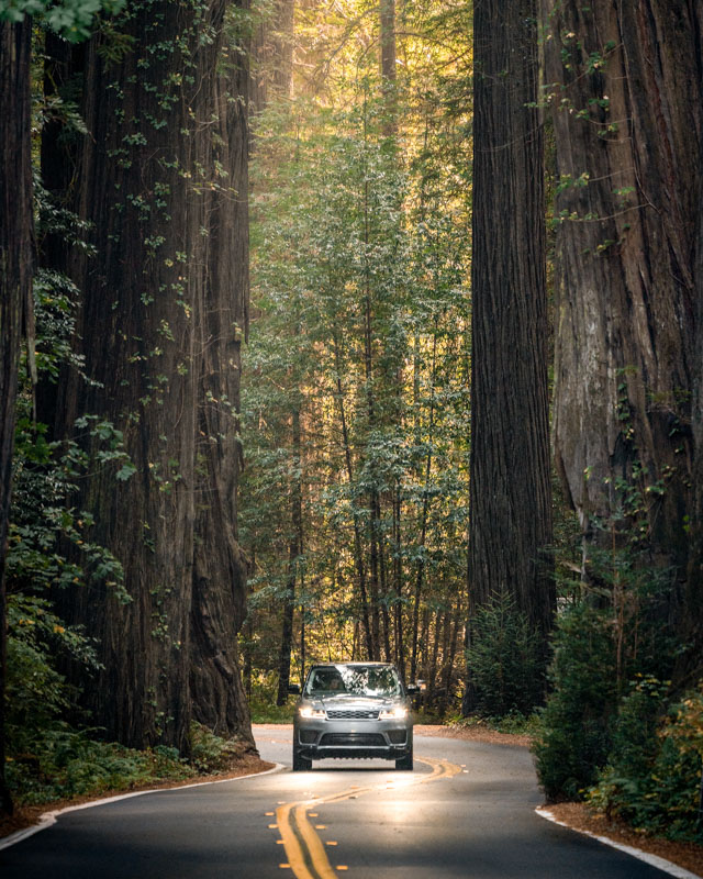 giant sequoia grove california drive range rover