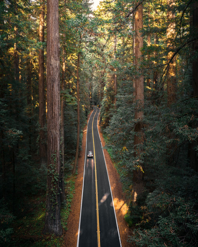 giant sequoia grove california drive