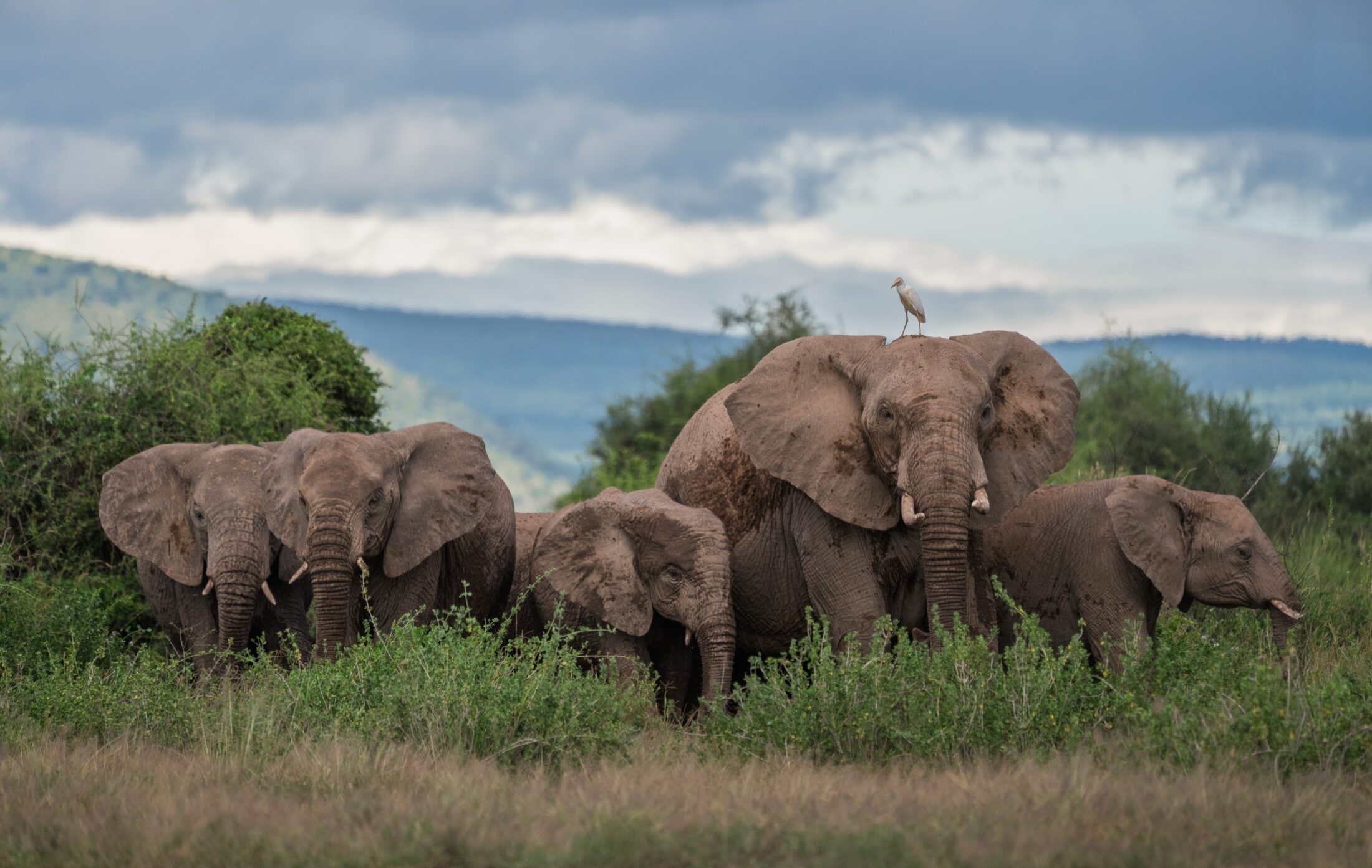 Elephant herd crossing open grassland in Kenya