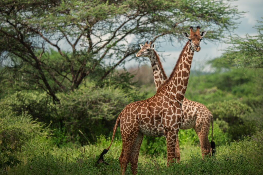 Giraffes browsing beneath acacia trees in Kenya