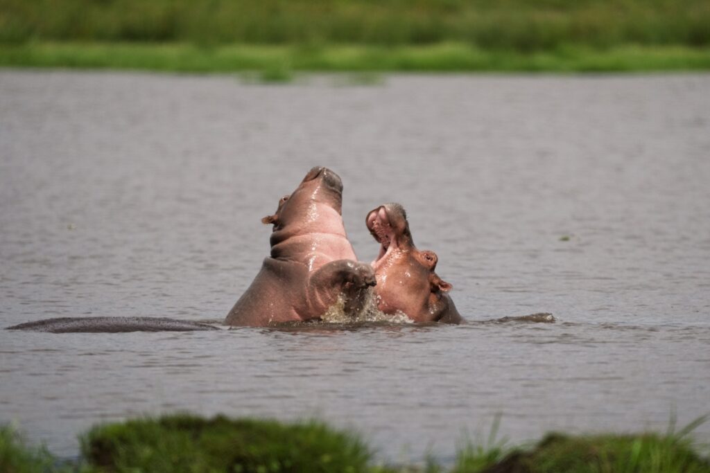 Two hippos surfacing together in a Kenyan river
