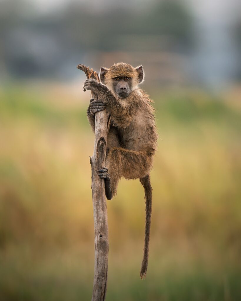 Baboon carrying its young through the Kenyan bush