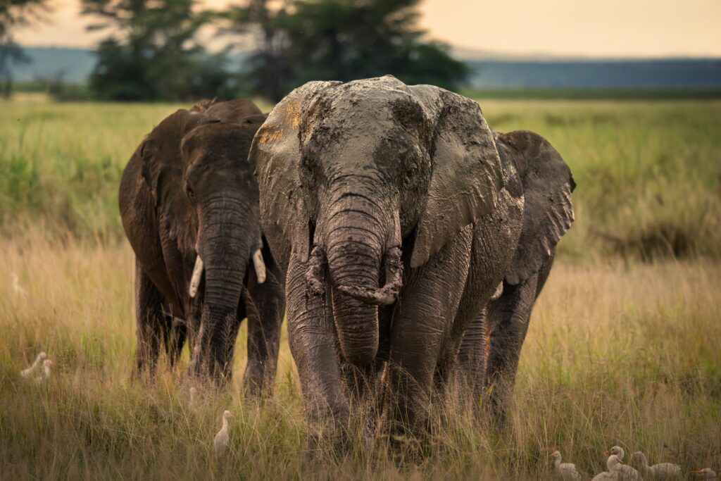Elephant walking toward the camera through tall savanna grass