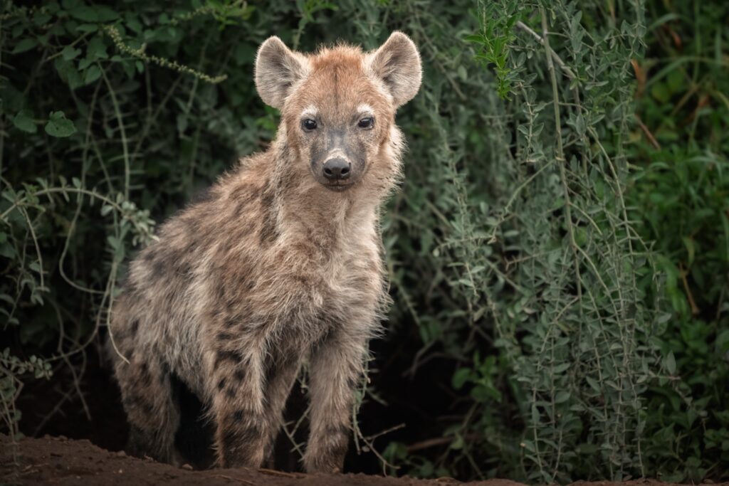 Young spotted hyena watching from dense vegetation in Kenya