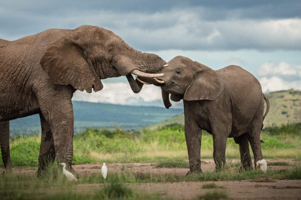 Two elephants greeting on the Kenyan savanna