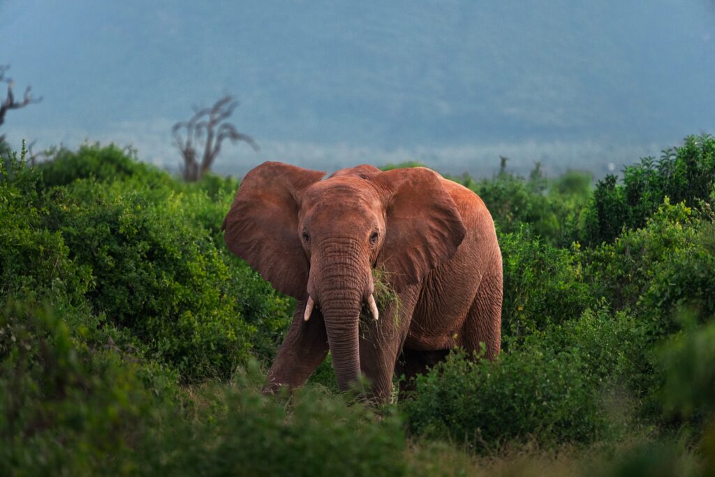 Red-dusted elephant emerging from green bush in Kenya