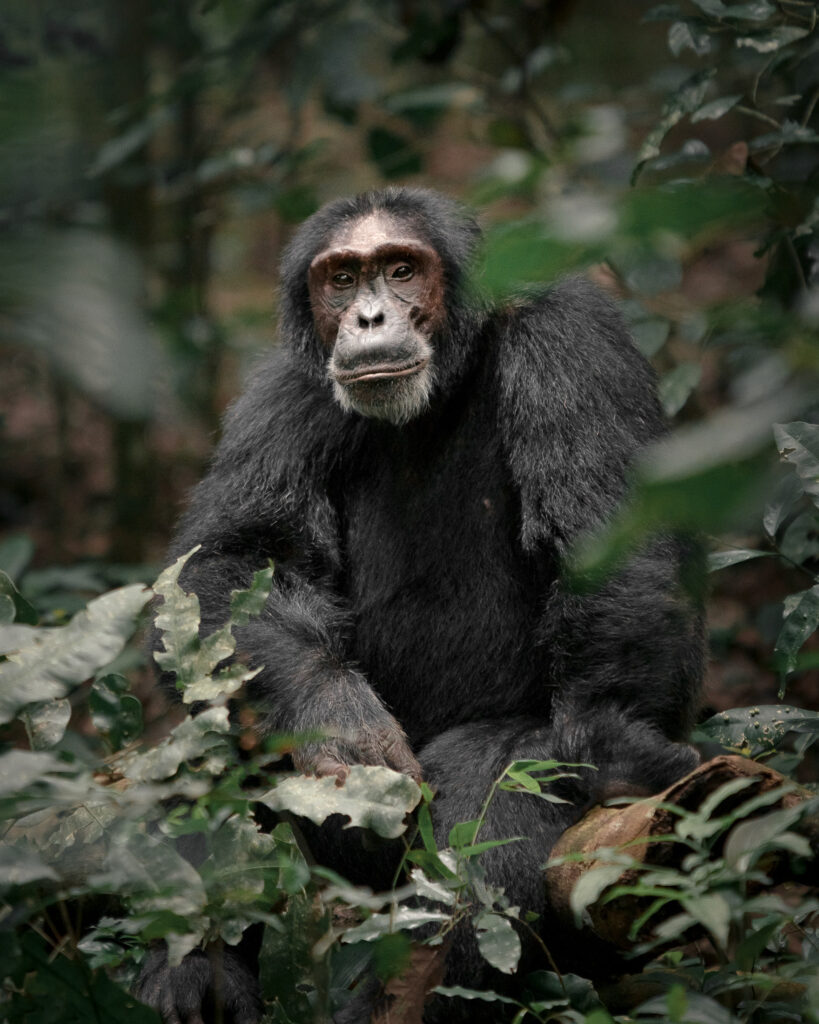 Chimpanzee seated among forest foliage in Kibale National Park, Uganda