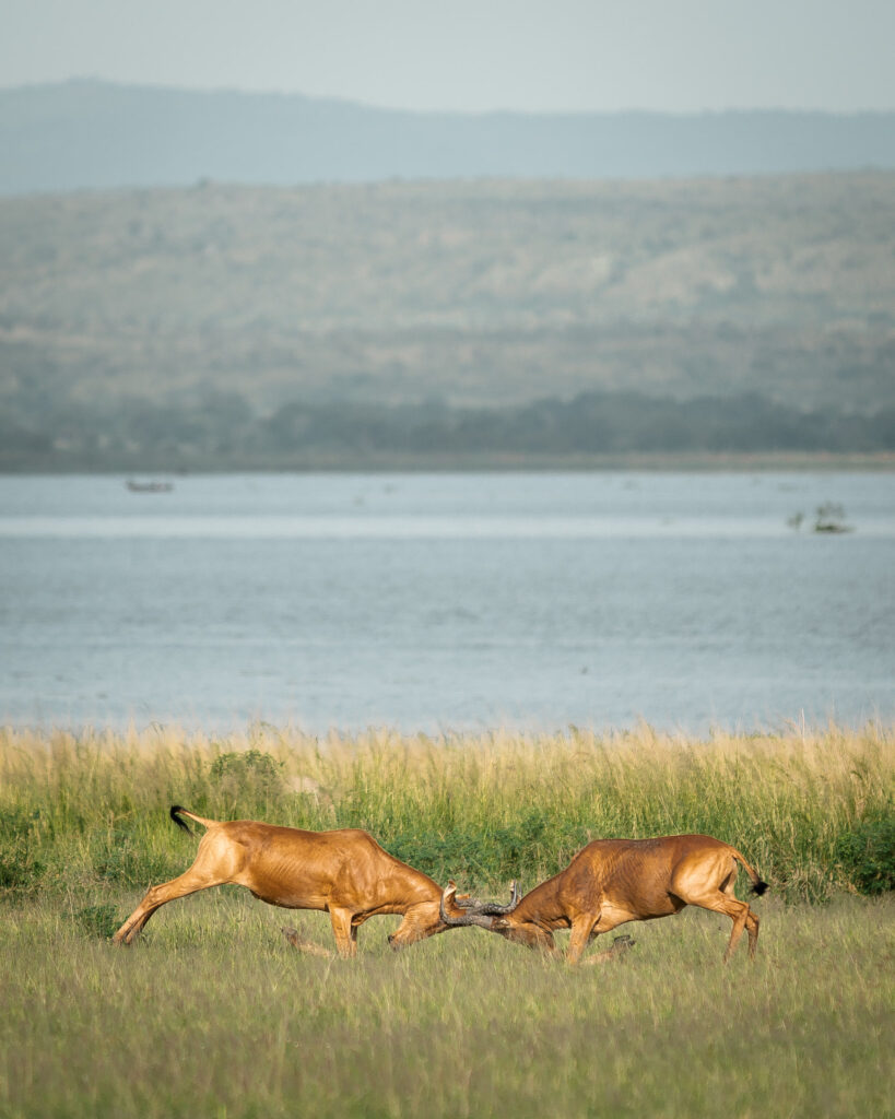 Two antelopes sparring on grassland beside a lake in Uganda