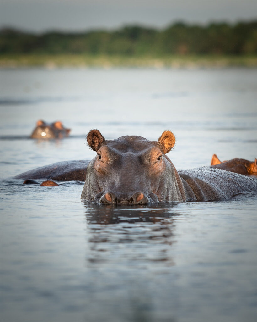 Hippos surfacing together in the Nile in Uganda