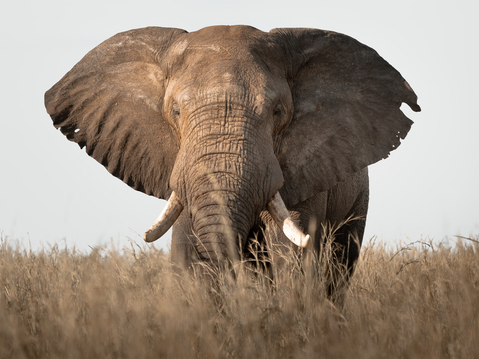African elephant standing in dry grass near Murchison Falls