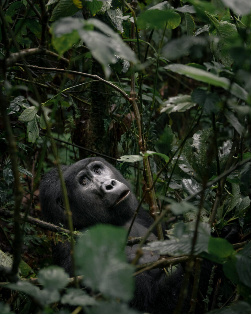 Mountain gorilla looking through dense Bwindi rainforest foliage