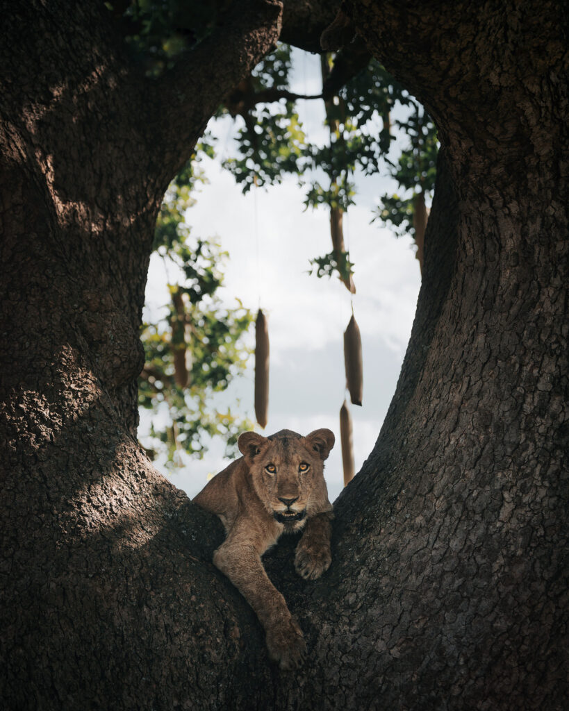 Lioness resting in the fork of a tree in Uganda