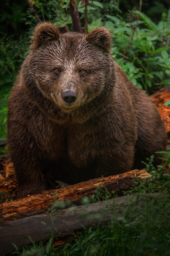 Brown bear looking toward the camera from the forest floor
