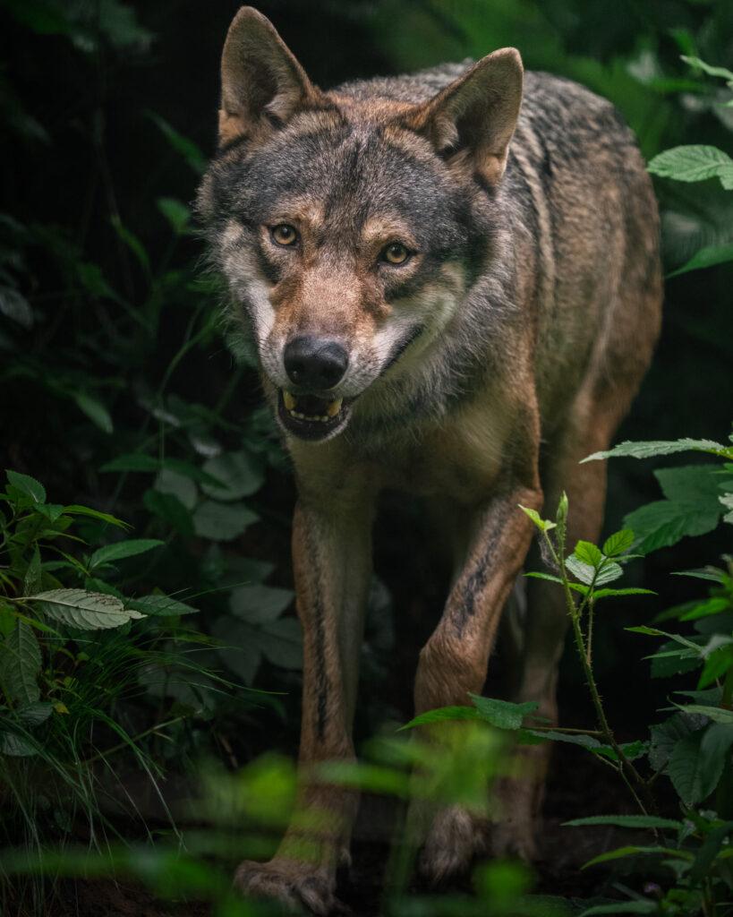 Wolf walking through dense green woodland