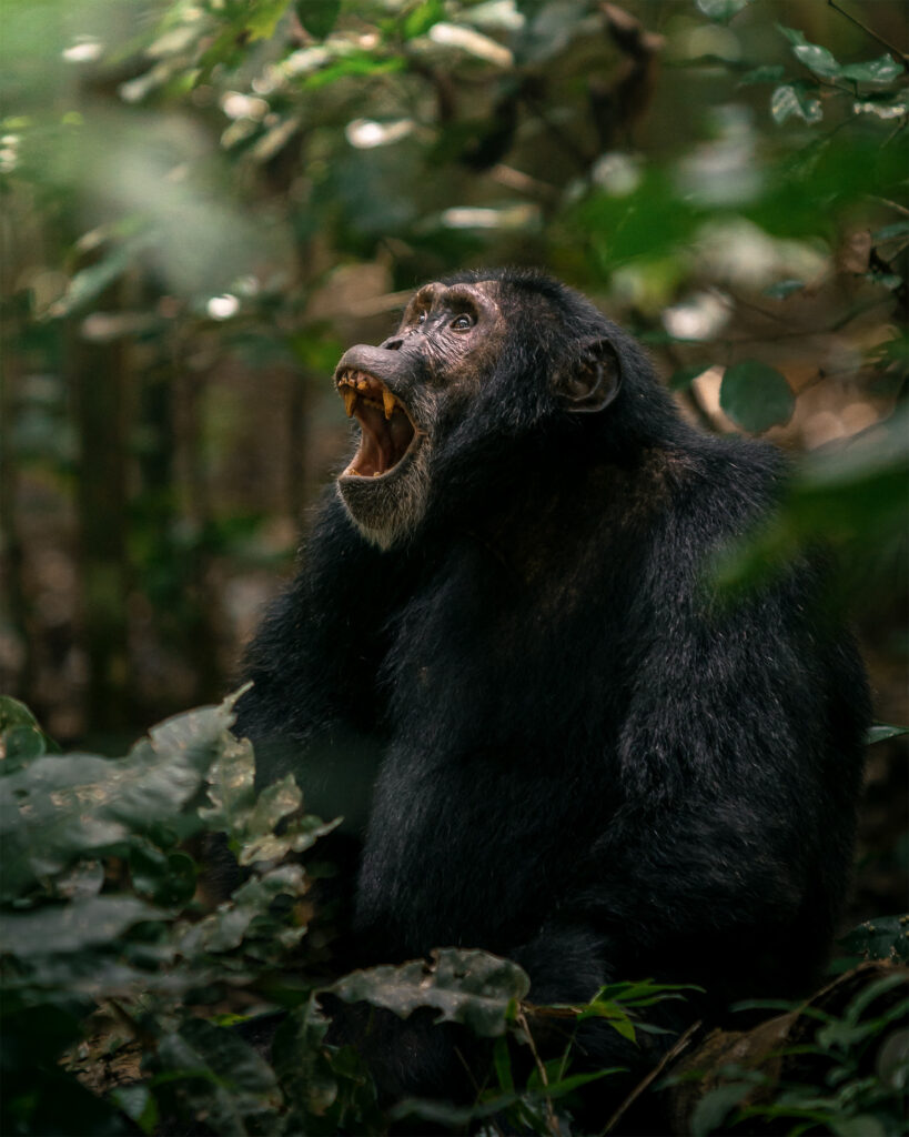 Chimpanzee calling from the forest undergrowth