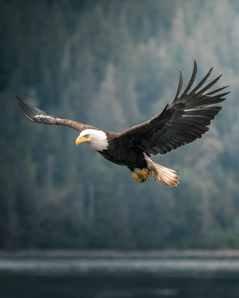 Bald eagle flying with wings spread against a mountain backdrop