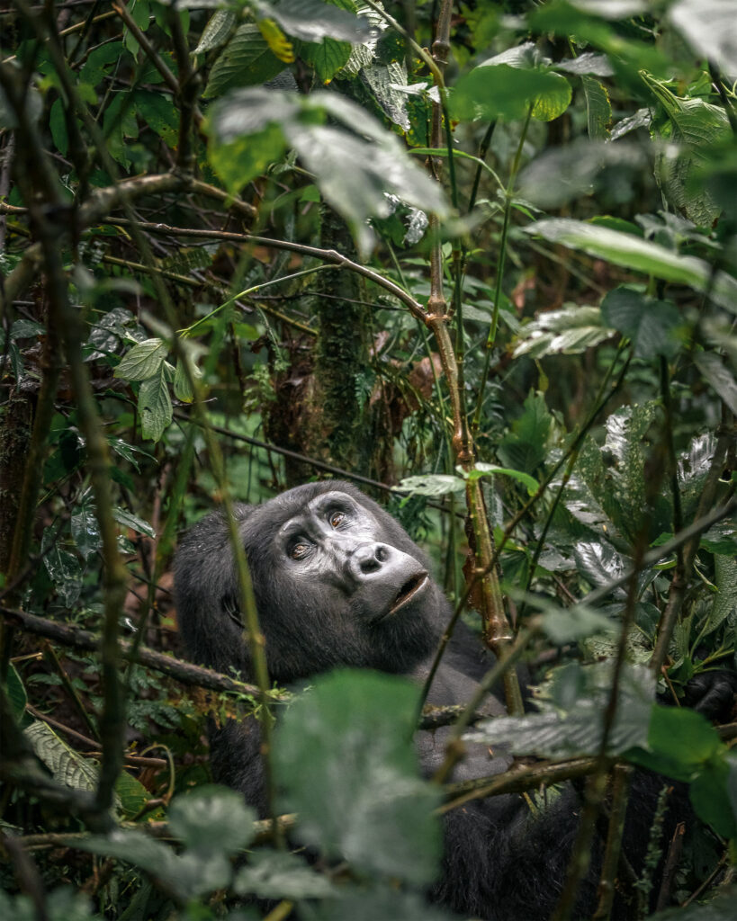 Chimpanzee looking upward through dense tropical vegetation