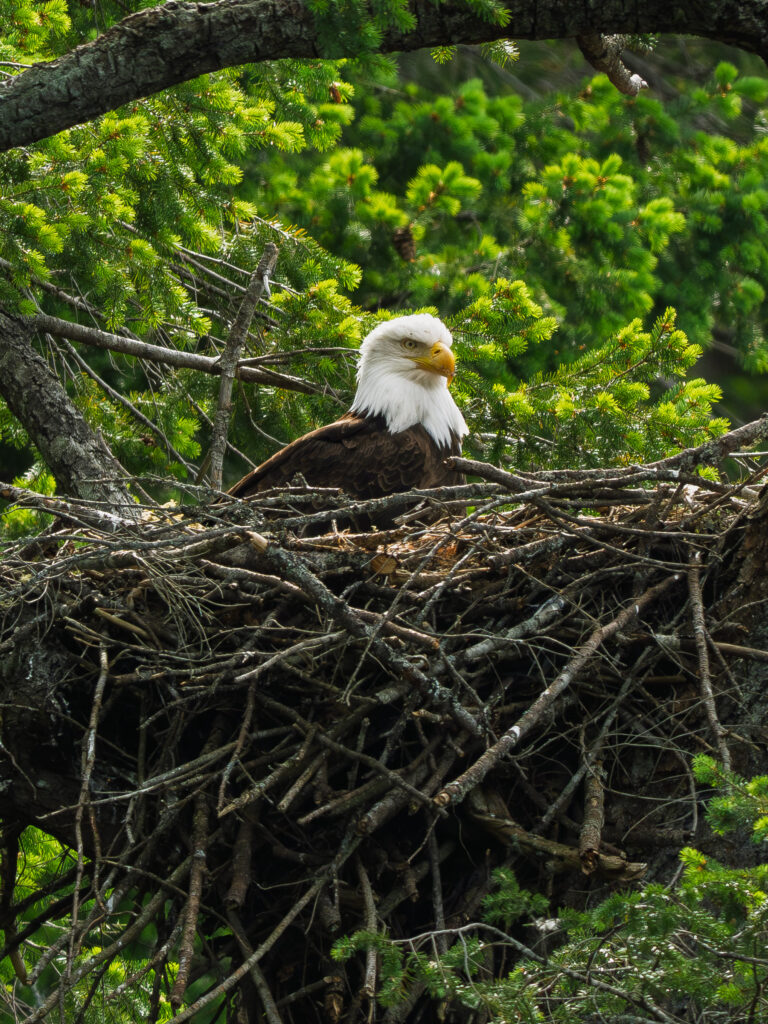 Bald eagle perched beside its nest in a green forest