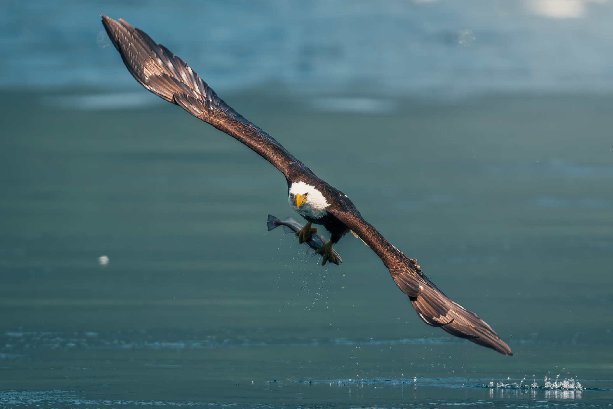 Bald eagle carrying a fish while flying over coastal water
