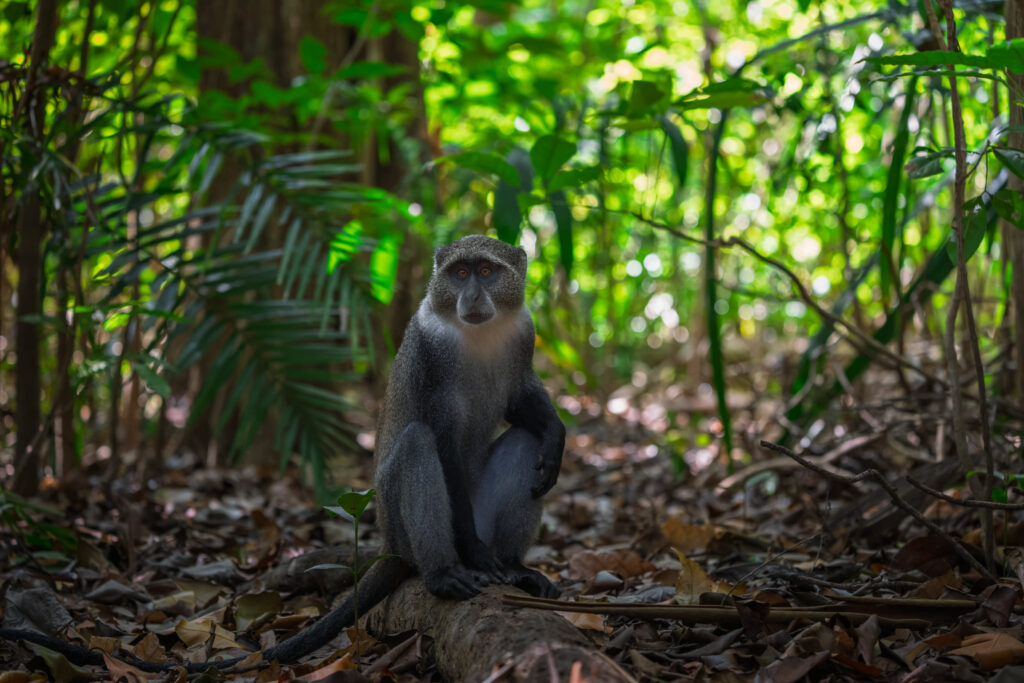 Monkey seated on leaf litter in a tropical forest