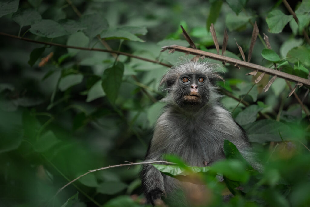 Monkey sitting among dense green foliage