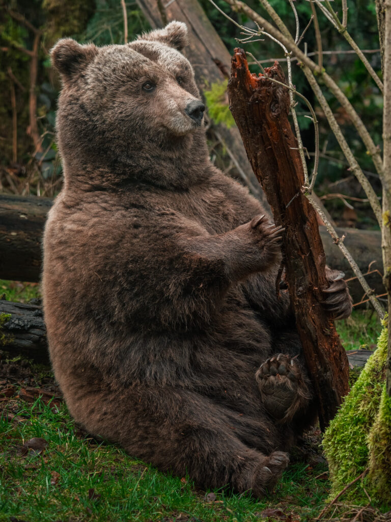 Brown bear standing upright against a forest backdrop