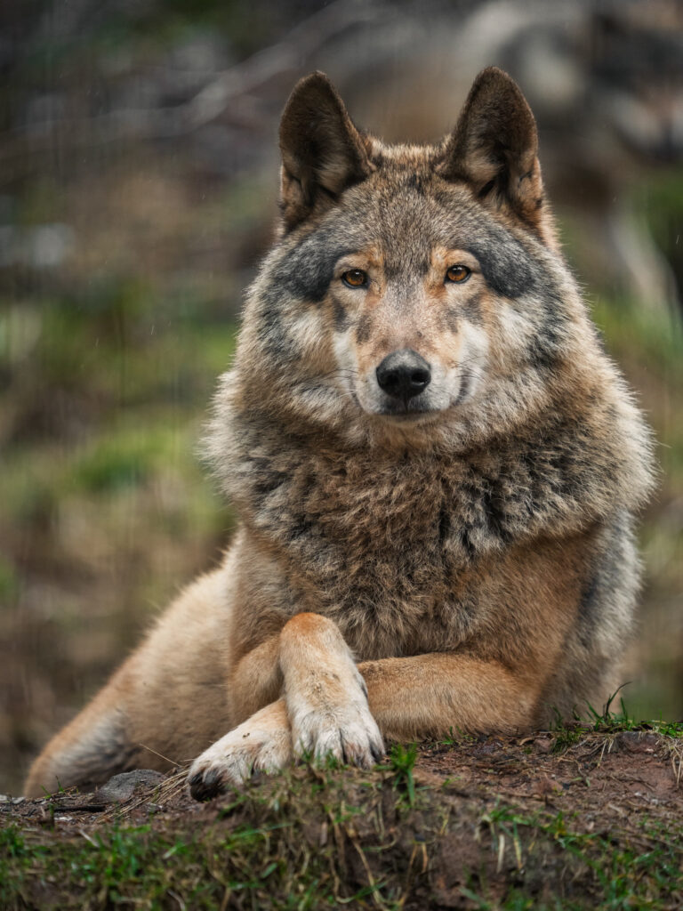Wolf resting on the forest floor and looking toward the camera