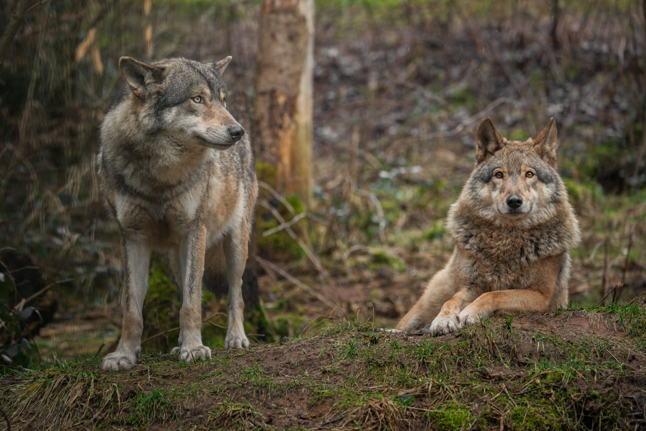 Two wolves standing together in a woodland clearing