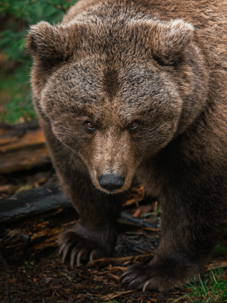Brown bear lowering its head beside a mossy log