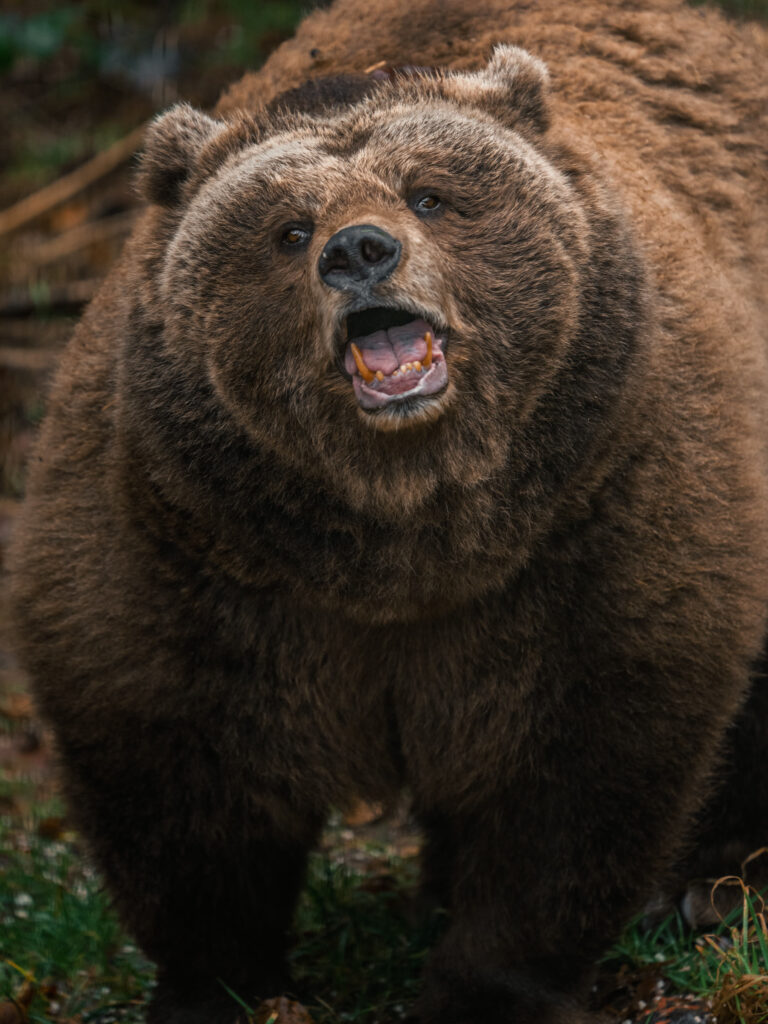 Brown bear watching from the forest at close range