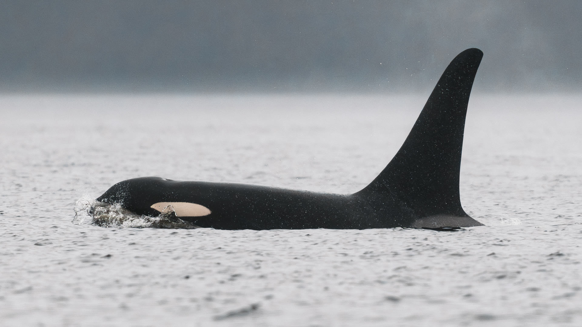 Orca surfacing through calm grey coastal water