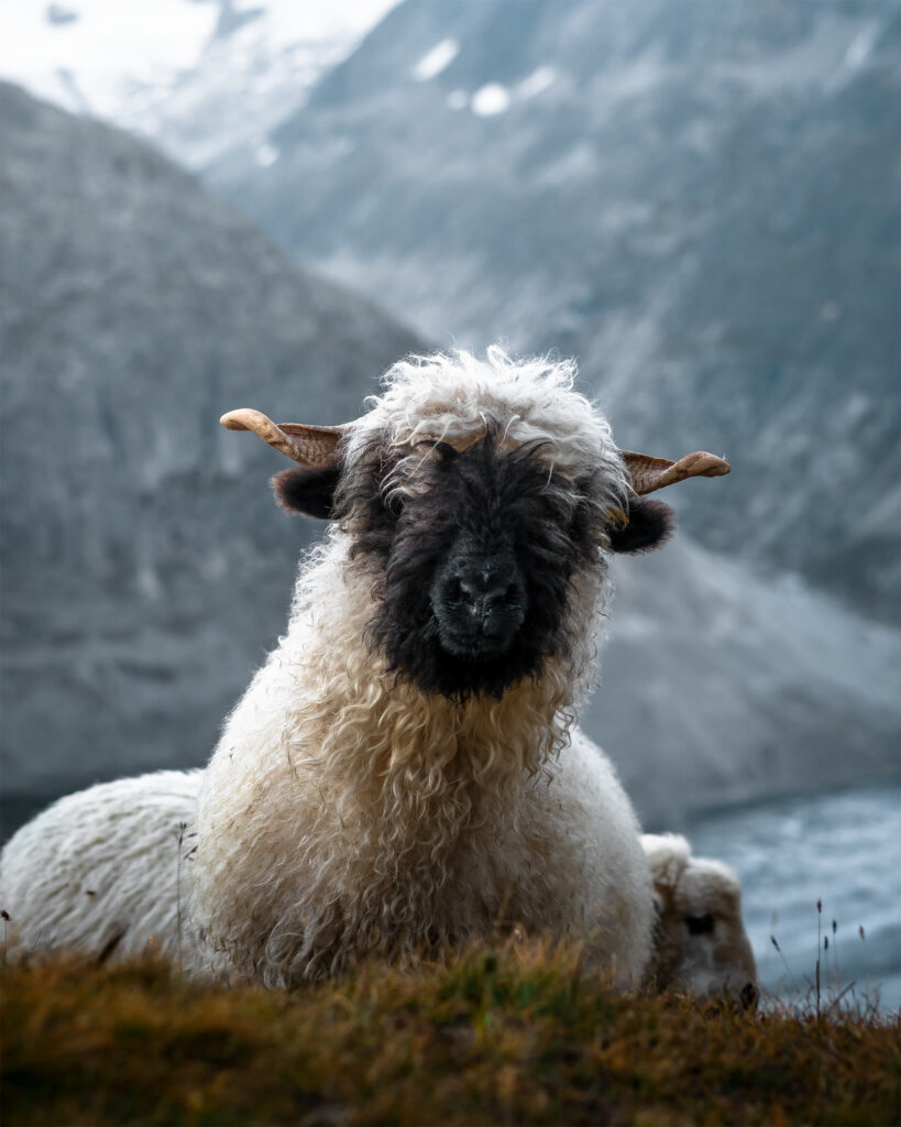 White mountain sheep resting against a misty alpine backdrop