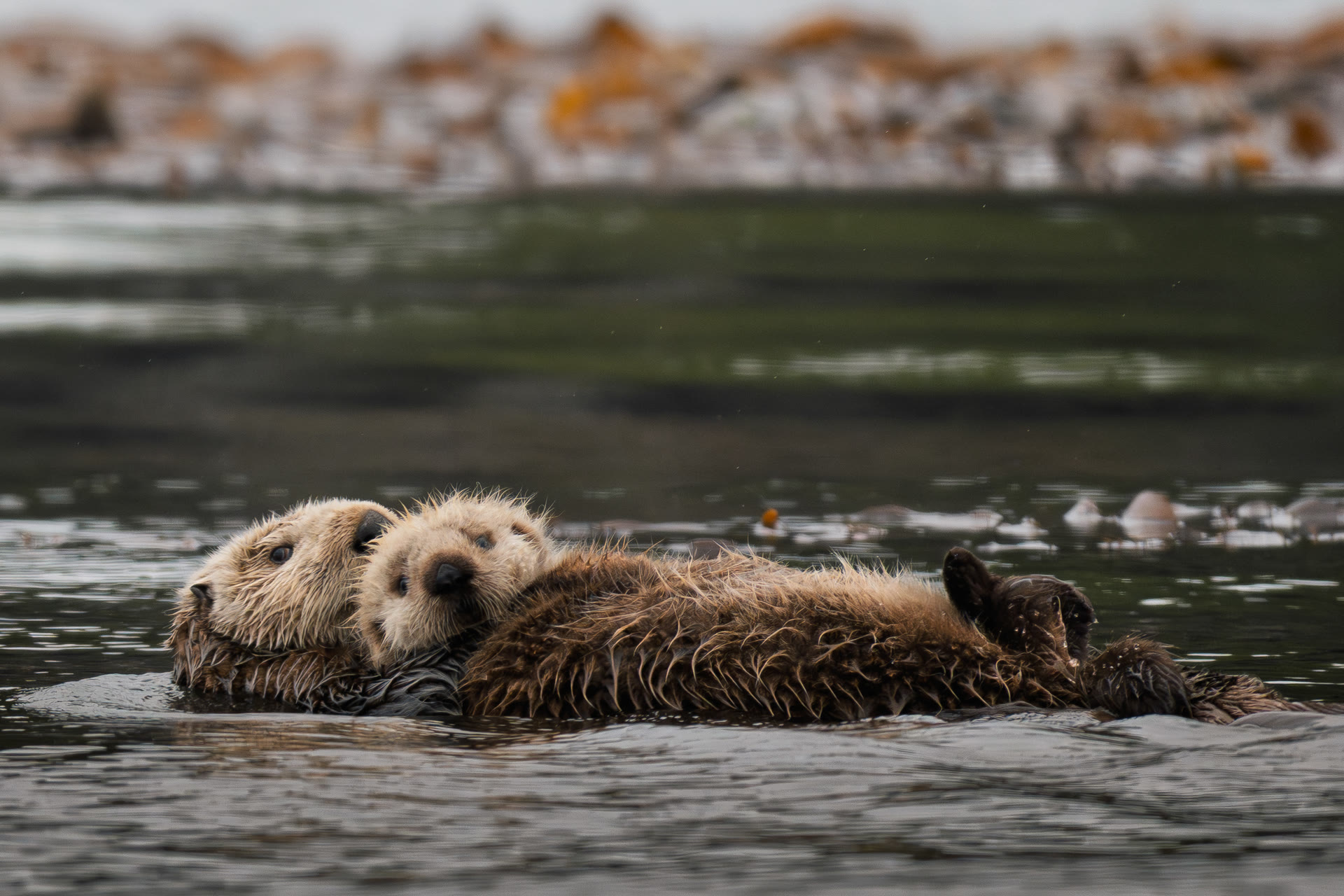 Two sea otters floating together in dark coastal water