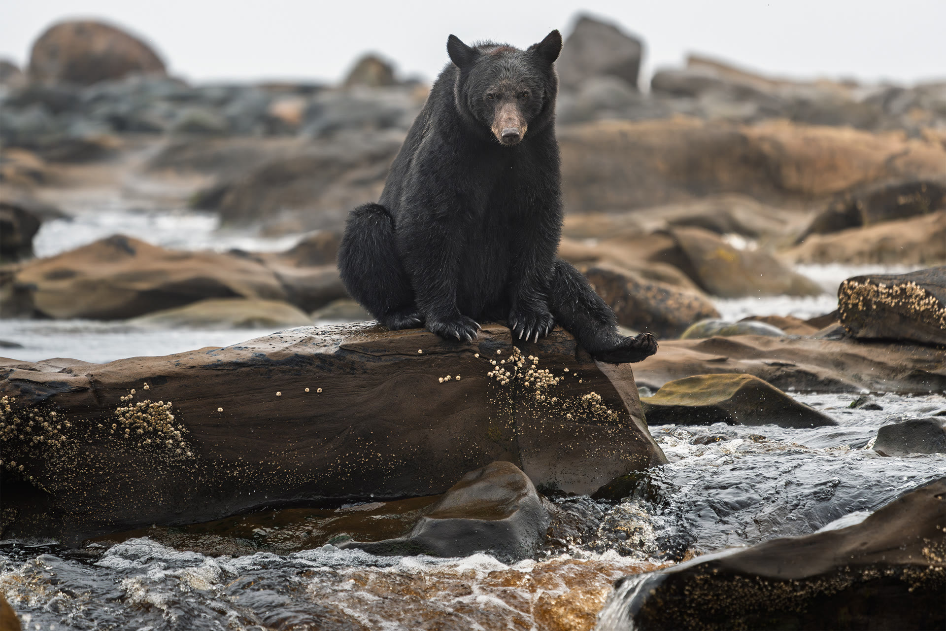 Black bear sitting on a rock above rushing coastal water