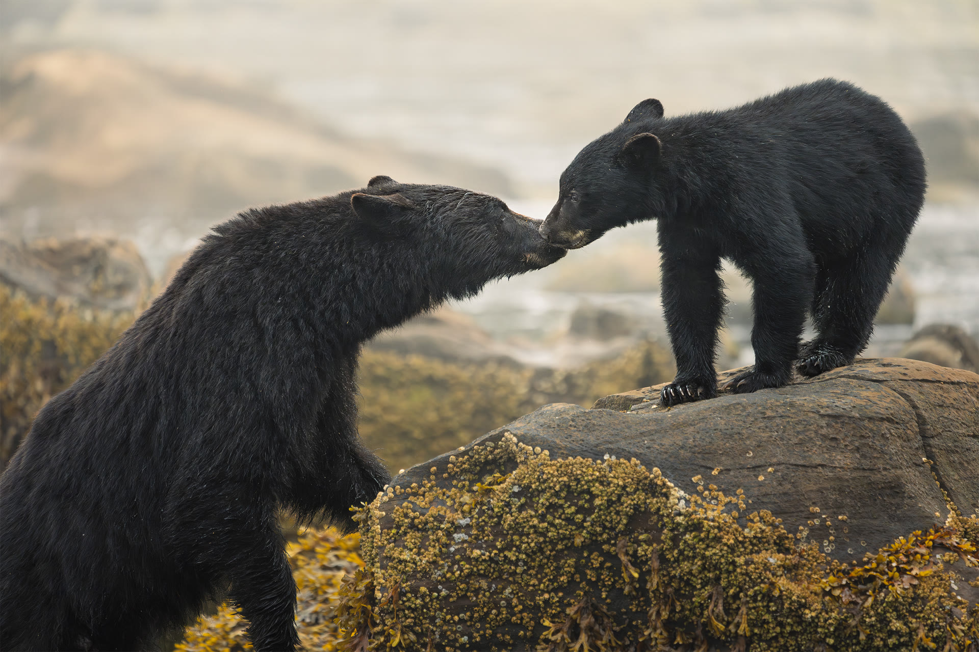 Adult black bear touching noses with a cub on coastal rocks
