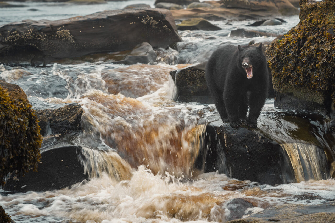 Black bear standing in rushing water among seaweed-covered coastal rocks