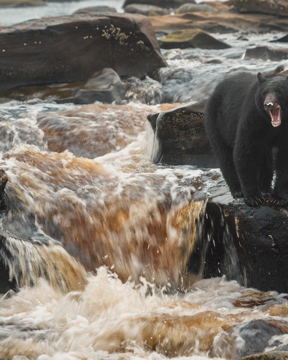 Black bear standing in rushing water among seaweed-covered coastal rocks